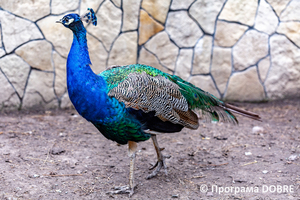 Thumb %d0%9a%d0%be%d0%bd%d1%82%d0%b0%d0%ba%d1%82%d0%bd%d0%b8%d0%b9 %d0%b7%d0%be%d0%be%d0%bf%d0%b0%d1%80%d0%ba %d0%bd%d0%b0 %d0%bf%d0%be%d0%b4%d0%b2%d1%96%d1%80 %d1%97 %d0%92%d0%b0%d1%81%d0%b8%d0%bb%d1%8f %d0%9e%d0%bb%d1%96%d0%b9%d0%bd%d0%b8%d0%ba%d0%b0  %d1%81%d0%b5%d0%bb%d0%be %d0%9a%d0%b0%d0%b1%d0%b0%d1%80%d1%96%d0%b2%d0%ba%d0%b0  %d0%97%d0%b1%d0%be%d1%80%d1%96%d0%b2%d1%81%d1%8c%d0%ba%d0%b0 %d0%b3%d1%80%d0%be%d0%bc%d0%b0%d0%b4%d0%b8  3 