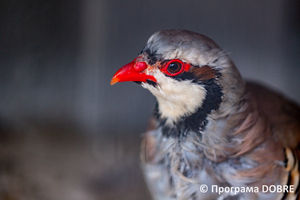 Thumb %d0%9a%d0%be%d0%bd%d1%82%d0%b0%d0%ba%d1%82%d0%bd%d0%b8%d0%b9 %d0%b7%d0%be%d0%be%d0%bf%d0%b0%d1%80%d0%ba %d0%bd%d0%b0 %d0%bf%d0%be%d0%b4%d0%b2%d1%96%d1%80 %d1%97 %d0%92%d0%b0%d1%81%d0%b8%d0%bb%d1%8f %d0%9e%d0%bb%d1%96%d0%b9%d0%bd%d0%b8%d0%ba%d0%b0  %d1%81%d0%b5%d0%bb%d0%be %d0%9a%d0%b0%d0%b1%d0%b0%d1%80%d1%96%d0%b2%d0%ba%d0%b0  %d0%97%d0%b1%d0%be%d1%80%d1%96%d0%b2%d1%81%d1%8c%d0%ba%d0%b0 %d0%b3%d1%80%d0%be%d0%bc%d0%b0%d0%b4%d0%b8  7 