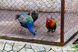 Thumb %d0%9a%d0%be%d0%bd%d1%82%d0%b0%d0%ba%d1%82%d0%bd%d0%b8%d0%b9 %d0%b7%d0%be%d0%be%d0%bf%d0%b0%d1%80%d0%ba %d0%bd%d0%b0 %d0%bf%d0%be%d0%b4%d0%b2%d1%96%d1%80 %d1%97 %d0%92%d0%b0%d1%81%d0%b8%d0%bb%d1%8f %d0%9e%d0%bb%d1%96%d0%b9%d0%bd%d0%b8%d0%ba%d0%b0  %d1%81%d0%b5%d0%bb%d0%be %d0%9a%d0%b0%d0%b1%d0%b0%d1%80%d1%96%d0%b2%d0%ba%d0%b0  %d0%97%d0%b1%d0%be%d1%80%d1%96%d0%b2%d1%81%d1%8c%d0%ba%d0%b0 %d0%b3%d1%80%d0%be%d0%bc%d0%b0%d0%b4%d0%b8  9 