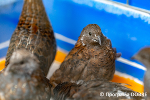 Thumb %d0%9a%d0%be%d0%bd%d1%82%d0%b0%d0%ba%d1%82%d0%bd%d0%b8%d0%b9 %d0%b7%d0%be%d0%be%d0%bf%d0%b0%d1%80%d0%ba %d0%bd%d0%b0 %d0%bf%d0%be%d0%b4%d0%b2%d1%96%d1%80 %d1%97 %d0%92%d0%b0%d1%81%d0%b8%d0%bb%d1%8f %d0%9e%d0%bb%d1%96%d0%b9%d0%bd%d0%b8%d0%ba%d0%b0  %d1%81%d0%b5%d0%bb%d0%be %d0%9a%d0%b0%d0%b1%d0%b0%d1%80%d1%96%d0%b2%d0%ba%d0%b0  %d0%97%d0%b1%d0%be%d1%80%d1%96%d0%b2%d1%81%d1%8c%d0%ba%d0%b0 %d0%b3%d1%80%d0%be%d0%bc%d0%b0%d0%b4%d0%b8  20 