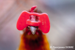 Thumb %d0%9a%d0%be%d0%bd%d1%82%d0%b0%d0%ba%d1%82%d0%bd%d0%b8%d0%b9 %d0%b7%d0%be%d0%be%d0%bf%d0%b0%d1%80%d0%ba %d0%bd%d0%b0 %d0%bf%d0%be%d0%b4%d0%b2%d1%96%d1%80 %d1%97 %d0%92%d0%b0%d1%81%d0%b8%d0%bb%d1%8f %d0%9e%d0%bb%d1%96%d0%b9%d0%bd%d0%b8%d0%ba%d0%b0  %d1%81%d0%b5%d0%bb%d0%be %d0%9a%d0%b0%d0%b1%d0%b0%d1%80%d1%96%d0%b2%d0%ba%d0%b0  %d0%97%d0%b1%d0%be%d1%80%d1%96%d0%b2%d1%81%d1%8c%d0%ba%d0%b0 %d0%b3%d1%80%d0%be%d0%bc%d0%b0%d0%b4%d0%b8  21 