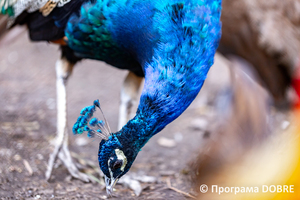 Thumb %d0%9a%d0%be%d0%bd%d1%82%d0%b0%d0%ba%d1%82%d0%bd%d0%b8%d0%b9 %d0%b7%d0%be%d0%be%d0%bf%d0%b0%d1%80%d0%ba %d0%bd%d0%b0 %d0%bf%d0%be%d0%b4%d0%b2%d1%96%d1%80 %d1%97 %d0%92%d0%b0%d1%81%d0%b8%d0%bb%d1%8f %d0%9e%d0%bb%d1%96%d0%b9%d0%bd%d0%b8%d0%ba%d0%b0  %d1%81%d0%b5%d0%bb%d0%be %d0%9a%d0%b0%d0%b1%d0%b0%d1%80%d1%96%d0%b2%d0%ba%d0%b0  %d0%97%d0%b1%d0%be%d1%80%d1%96%d0%b2%d1%81%d1%8c%d0%ba%d0%b0 %d0%b3%d1%80%d0%be%d0%bc%d0%b0%d0%b4%d0%b8  23 